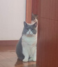 淳果一木 黃心獼猴桃 黃金奇異果金果獼猴桃河南 新鮮水果 生鮮 水果 5斤 精選巨無霸大果 單果100克+ 曬單實拍圖