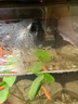 適配小米家智能魚(yú)缸出水口接頭雨淋管配件瀑布增氧升級改造 增壓雨林管套件(360°旋轉調節） 曬單實(shí)拍圖