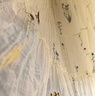 百圖betu女裝2025夏季新款短袖連衣裙重工刺繡文藝連衣裙裙子2507T67 杏色 L 曬單實(shí)拍圖