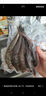 運(yùn)河鯽魚漁民捕撈新鮮活體現(xiàn)殺淡水魚產(chǎn)婦老人小孩煲湯滋補(bǔ)飯店 中號鯽魚*1包【4-6條/400g/包】 曬單實(shí)拍圖