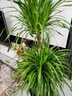 龍血樹(shù)客廳綠植多頭龍須樹(shù)龍鐵樹(shù)客廳綠植室內(nèi)大型龍血樹(shù)植物盆栽 龍血樹(shù)雙層1.3-1.4m[梯形樹(shù)脂盆] 曬單實(shí)拍圖