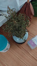 小葉赤楠盆景植物辦公花卉基地直銷批發(fā)綠植盆栽室內擺件花卉綠植 赤楠+冰裂紋盆+苔蘚+底座 曬單實拍圖