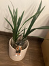 孫凱（SUNKAI）水培墨蘭蘭花盆栽企黑帶花苞植物濃香四季建年宵花卉室內耐寒植物 墨蘭2-3苗裸根發(fā)貨 曬單實(shí)拍圖