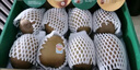佳沛（zespri）新西蘭  陽(yáng)光金奇異果10粒禮盒巨大果單果約144-175g 水果 獼猴桃 曬單實(shí)拍圖