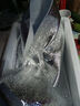 鮮喜利米魚(yú)舟山特大米魚(yú)冷凍海鮮鮸魚(yú)敏魚(yú)海捕野生鮮活水產(chǎn)生鮮鰲魚(yú) 2條裝 1-1.4斤/條 曬單實(shí)拍圖