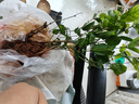 茉莉花盆栽帶花苞室內客廳水培梔子花苗陽(yáng)臺四季濃香驅蚊花卉植物 【花期帶花】茉莉花6年苗5-7棵（無(wú)盆） 曬單實(shí)拍圖