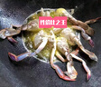 梭子蟹鮮活特大野生舟山大螃蟹海鮮新鮮冷凍海蟹水產(chǎn)飛蟹白蟹 【大號(hào)梭子蟹】7-9兩/只凈重5斤 曬單實(shí)拍圖
