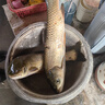 川澤快鎖夜光漂咬鉤變色硬尾浮漂高靈敏日夜兩用醒目魚漂釣鯽魚電子漂 PV-01-4【鯉魚草魚】吃鉛3.2g 【不變色款】硬尾+5粒電池 曬單實拍圖