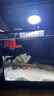 森森金麟超白玻璃魚缸一體缸自循小型懶人家用水族箱LE-300 曬單實拍圖