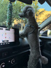 puppytie狗狗牽引繩狗繩子遛狗繩背心式泰迪寵物胸背帶名字可定制 牛仔藍-胸背帶 XS-超小型 建議4-10斤 曬單實(shí)拍圖