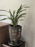 劉閣蘭花蘭花苗建蘭大鳳素濃香室內陽(yáng)臺花卉盆栽 6苗帶3花劍裸根源頭直發(fā) 曬單實(shí)拍圖