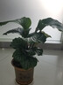 青蘋果竹芋盆栽室內(nèi)吸甲醛凈化空氣辦公桌面觀葉植物四季常青好養(yǎng) 蘋果竹芋55-60厘米【原土】 曬單實拍圖