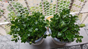 四季常青金魚花吊蘭盆栽室內(nèi)綠植花卉多肉植物發(fā)財樹好養(yǎng)易活客廳 金魚吊蘭【整盆20-30顆】原盆土 曬單實拍圖