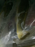 七條船舟山生態(tài)大黃魚鮮活海捕東海深海圈養(yǎng)黃花魚新鮮冷凍海鮮水產(chǎn)禮盒 2條裝（1-1.3斤/條） 曬單實拍圖