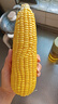 佳農寶菜山東新鮮水果玉米鮮嫩多汁健康輕食玉米4-6根4.5斤裝源頭直發(fā) 曬單實(shí)拍圖