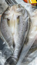 鮮京采三去海鱸魚(yú)3斤/3條 生鮮魚(yú)類(lèi) 白蕉鱸魚(yú)地標 中秋家宴魚(yú)類(lèi)源頭直發(fā) 曬單實(shí)拍圖