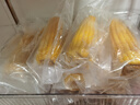 十月稻田 黃糯玉米 3.52斤(220g*8根) 25年新玉米 低脂粗糧 早餐 聯(lián)名款 曬單實(shí)拍圖