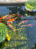 統一 寶多福錦鯉魚(yú)飼料增體魚(yú)糧增色錦鯉魚(yú)食不渾水育成觀(guān)賞魚(yú)飼料 20kg 胚芽L大粒7.5mm（上浮料） 曬單實(shí)拍圖
