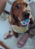 小中大型犬圍兜狗狗口水巾圍巾薩摩耶金毛哈士奇阿拉斯加狗狗圍脖 小鴨子 M建議26-75斤 曬單實拍圖