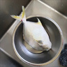 【順豐包郵】新鮮特大金鯧魚(yú)鮮活冷凍海魚(yú)金昌魚(yú)平魚(yú)白鯧海魚(yú)冰鮮 1條裝【每條0.8-1斤】 曬單實(shí)拍圖