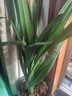 超大顆 蘭花盆栽企黑墨蘭報歲蘭蘭花寬葉蘭花四季常青 10苗  裸根發(fā)貨 裸根發(fā)貨不含盆土 曬單實(shí)拍圖