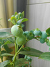 瑰瑋藍莓樹(shù)果苗帶花苞藍莓苗南北方種植兔眼特大陽(yáng)臺盆栽樹(shù)苗當年結果藍莓3年苗（明年結果） 曬單實(shí)拍圖