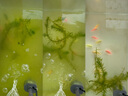森森（SUNSUN）魚(yú)缸過(guò)濾器壁掛式外置過(guò)濾泵水族箱過(guò)濾器HBL HBL-302 3W 曬單實(shí)拍圖