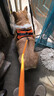 磊嘉狗繩狗鏈柯基防爆沖胸背帶牽引繩中大型小型犬遛狗繩柴犬 活力橙-胸背帶1個(gè)配狗繩1根 S（建議8-20斤） 曬單實(shí)拍圖