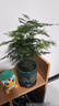 文竹盆栽植物室內(nèi)花卉盆景客廳辦公室桌面小綠植好養(yǎng)云竹四季常青 精品文竹+旭日東升瓷盆+圓底托+苔蘚 曬單實拍圖