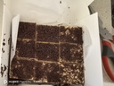 中糧香雪（COFCOXIANGXUE）黑森林慕斯蛋糕37g*9粒裝 風味慕斯糕點 休閑下午茶 生鮮 曬單實拍圖
