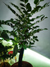 馨音  小葉紫檀盆栽盆景樹(shù)樁客廳桌面小植物樹(shù)苗四季常青室內綠植 中號獨桿 曬單實(shí)拍圖