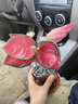 繽賢吉利紅盆栽綠植花卉室內(nèi)客廳辦公吸水盆四季好養(yǎng)美觀紅色植物觀賞 吉利紅【原裝盆】 #22 曬單實(shí)拍圖