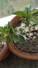 小盆梔子花盆栽四季開(kāi)花不帶花苞室內綠蘿水培花卉綠植物好養易活 20-30cm【1株】好多月開(kāi)花 濃香型梔子花【帶花苞】10天開(kāi)花 曬單實(shí)拍圖