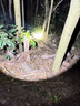 光明大將強光頭燈超亮頭戴式戶(hù)外超長(cháng)續航充電2025新款100野外趕海小時(shí) 998超強光N9燈芯-21700鋰電池組 曬單實(shí)拍圖
