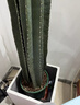 【基地直發(fā)】量天尺盆栽仙人掌綠植柱北歐大型室內(nèi)客廳氛圍感植物 三株量天尺|原盆（自己有盆的拍） 整體高度1.4-1.5米 曬單實拍圖