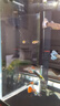 淡水河豚金娃娃觀(guān)賞魚(yú)斑馬狗頭魚(yú)除螺潛水艇魚(yú)可愛(ài)好養耐活呆萌 河豚2-3CM3只混搭3只 曬單實(shí)拍圖