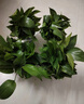雙盟綠蘿盆栽除甲醛花卉綠植辦公室新房凈化空氣180加侖4盆裝源頭直發(fā) 曬單實(shí)拍圖