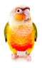 開(kāi)元小太陽(yáng)鸚鵡糧全價(jià)主糧專(zhuān)用鳥(niǎo)糧堅果飼料金太營(yíng)養中小型鳥(niǎo)食650g 曬單實(shí)拍圖