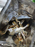 曉吸無籽麒麟瓜 4kg 曬單實拍圖