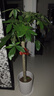 臨雅30天包活發(fā)財(cái)樹大盆栽室內(nèi)綠植客廳大型步步高招財(cái)樹植物喬遷開業(yè) 發(fā)財(cái)樹1.2-1.3米（福字盆）送土+彩帶+肥 曬單實(shí)拍圖
