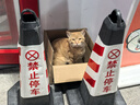 UGG【雙11搶先購】秋季新款女士厚底懶人毛毛鞋 1166733CHE|栗色37 曬單實(shí)拍圖