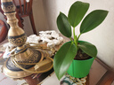 特價(jià)大葉金鉆綠公主盆栽植物除甲醛綠植辦公室四季常青室內擺放花 【1盆】金鉆+基地原盆 含盆高度15-20厘米 曬單實(shí)拍圖