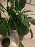 【熱銷(xiāo)款】白掌一帆風(fēng)順盆栽水培植物室內花綠植紅掌發(fā)財樹(shù)吸甲醛 【店主推薦】特級白掌6-8株帶花+早安盆+營(yíng)養液 曬單實(shí)拍圖