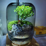 生命之樹(shù)苔蘚微景觀(guān)生態(tài)瓶創(chuàng  )意面造景盆景綠植盆栽節日生日禮物 鳴竹神居微景觀(guān)（煙灰款）+植物 曬單實(shí)拍圖