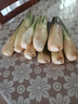云南新鮮茭白當季時(shí)令農家蔬菜清甜脆嫩新鮮高筍茭兒菜茭瓜生鮮 新鮮茭白帶箱4斤 曬單實(shí)拍圖