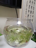 桌面魚(yú)缸家用透明耐摔客廳辦公室桌面金魚(yú)水培綠植小型生態(tài)造景缸 大號  桌面生態(tài)魚(yú)缸 曬單實(shí)拍圖