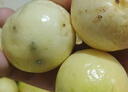 愛(ài)鮮摘農(nóng)場(chǎng)廣西欽蜜9號(hào)黃金百香果【順豐圓通-多地隔日達(dá)】白香水果禮盒中秋 12A級(jí)｜單果90g-110g【甜爆了】 精選果丨9斤【蕞蕞蕞劃算】?jī)?斤 曬單實(shí)拍圖