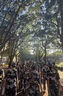 型公館學(xué)生軍訓(xùn)專用腰帶松緊彈力腰帶男初高中大學(xué)生女軍訓(xùn)必備用品皮帶 迷彩卡其（西瓜紋） 曬單實拍圖
