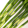 【花開(kāi)富貴】富貴竹水培植物10枝 曬單實(shí)拍圖
