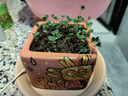 IAM City Farmer含羞草種植盆栽 小學(xué)生科學(xué)趣味diy盆栽 植物觀(guān)察窗發(fā)芽生長(cháng)10032 曬單實(shí)拍圖